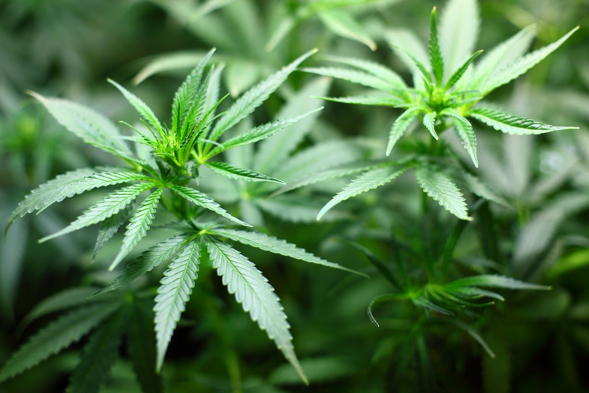 Abbildung Cannabis-Pflanzen